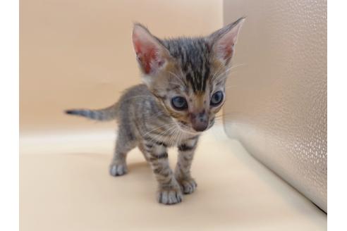 成約済の東京都のトイガー-19744の7枚目