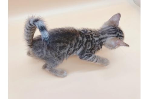 成約済の東京都のトイガー-19743の6枚目