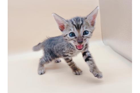 成約済の東京都のトイガー-19743の7枚目