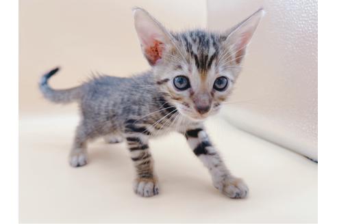 成約済の東京都のトイガー-19743