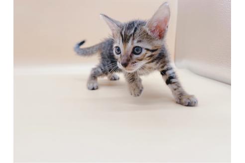 成約済の東京都のトイガー-19743の8枚目