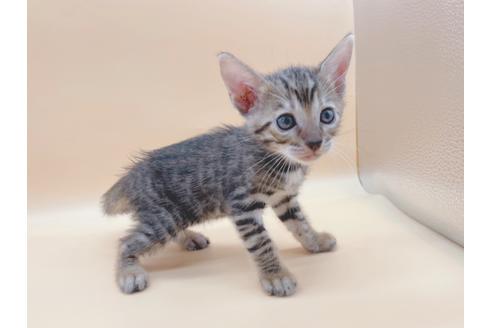 成約済の東京都のトイガー-19743の2枚目