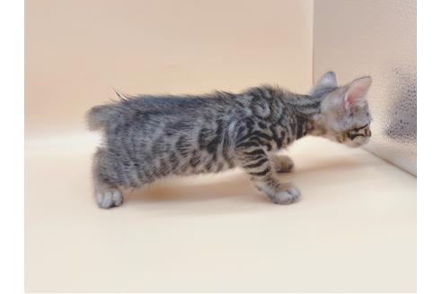 成約済の東京都のトイガー-19743の4枚目