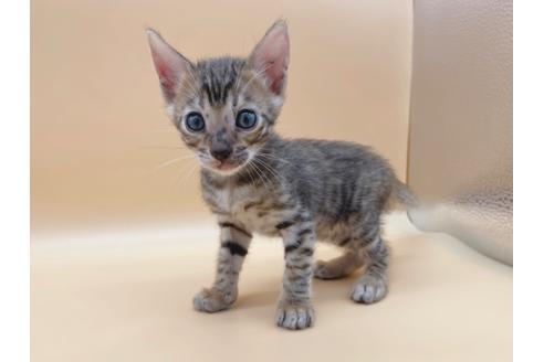 成約済の東京都のトイガー-19744の1枚目