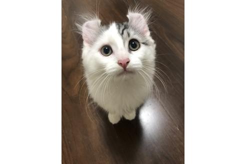 関西でその他の猫種の子猫を探す 11ページ目 子猫ブリーダーナビ