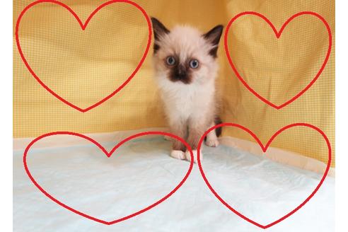 成約済の東京都のラグドール-19843の1枚目