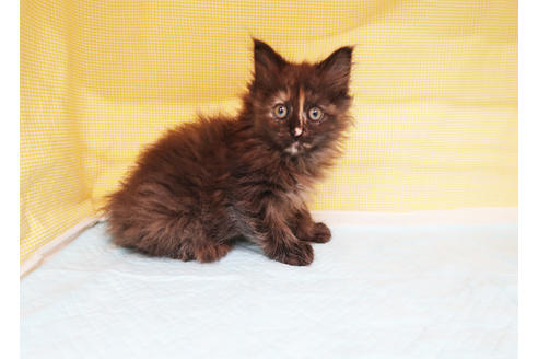 成約済の東京都のサイベリアン-19844の2枚目