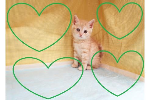 成約済の東京都のスコティッシュフォールド-19846の1枚目