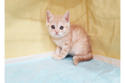 成約済の東京都のスコティッシュフォールド-19846の2枚目