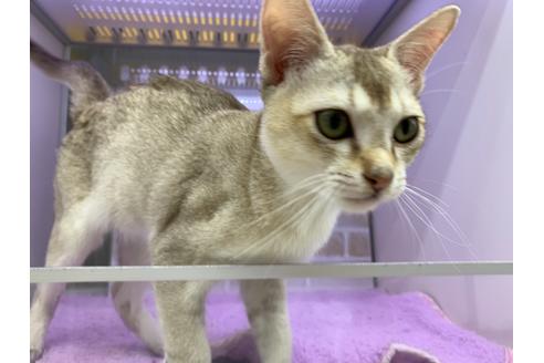 成約済の東京都のシンガプーラ-19889の3枚目