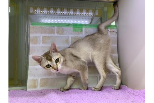 成約済の東京都のシンガプーラ-19889の5枚目