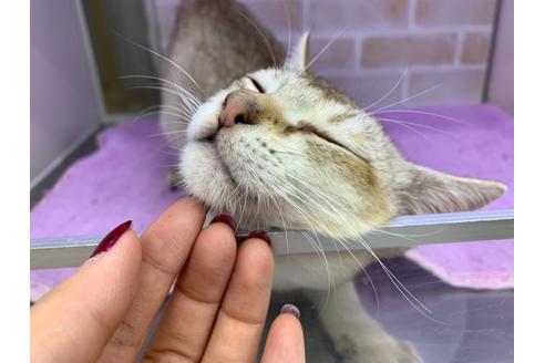 成約済の東京都のシンガプーラ-19889の6枚目