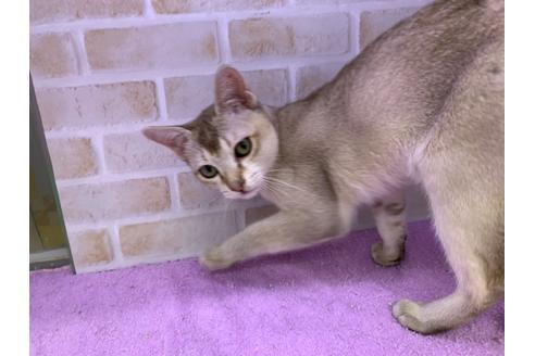 成約済の東京都のシンガプーラ-19889の8枚目