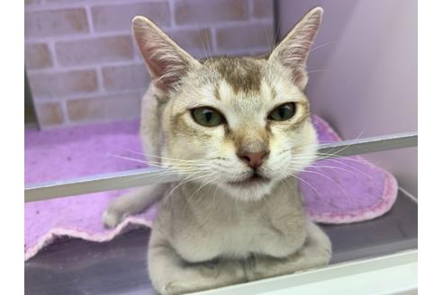 成約済の東京都のシンガプーラ-19889の1枚目