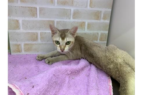 成約済の東京都のシンガプーラ-19889の10枚目