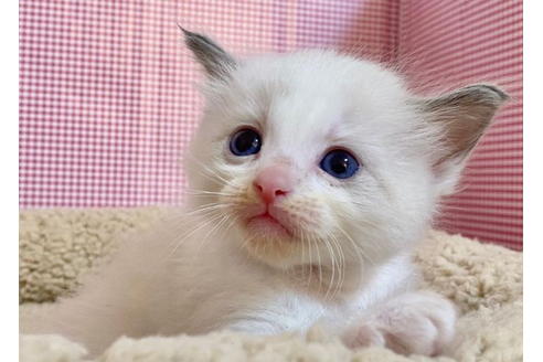 成約済の東京都のラグドール-19903の2枚目