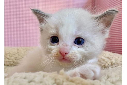 成約済の東京都のラグドール-19903の3枚目