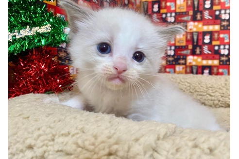 成約済の東京都のラグドール-19903