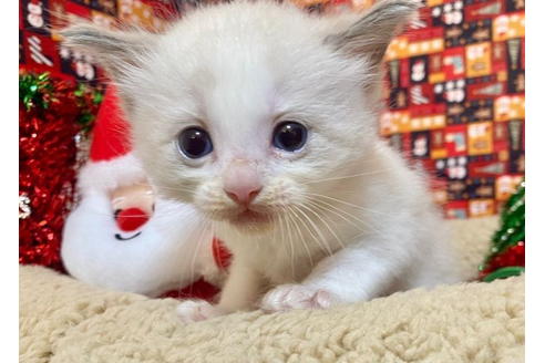 成約済の東京都のラグドール-19903の4枚目