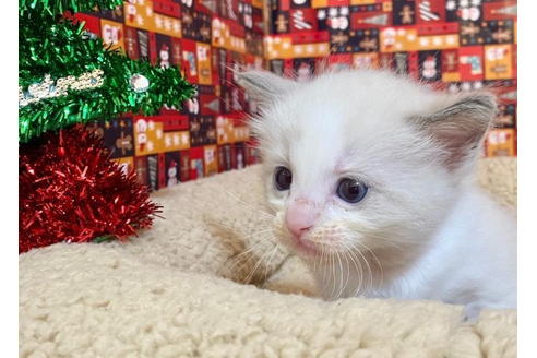 成約済の東京都のラグドール-19903の5枚目