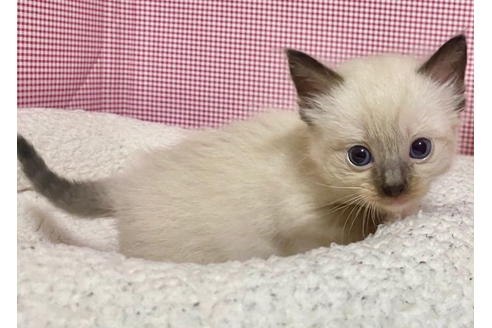 成約済の東京都のラグドール-19907の2枚目