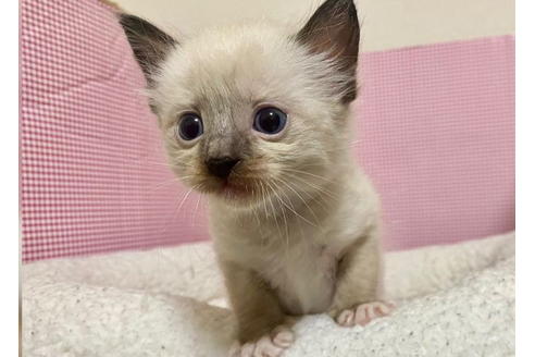 成約済の東京都のラグドール-19907の3枚目