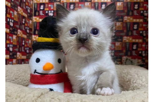 成約済の東京都のラグドール-19907