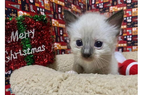 成約済の東京都のラグドール-19907の4枚目