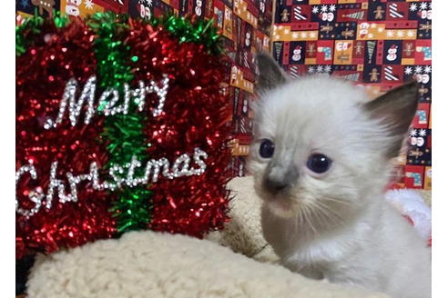 成約済の東京都のラグドール-19907の5枚目