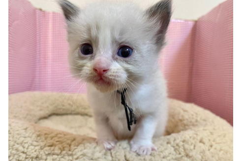 成約済の東京都のラグドール-19908の5枚目