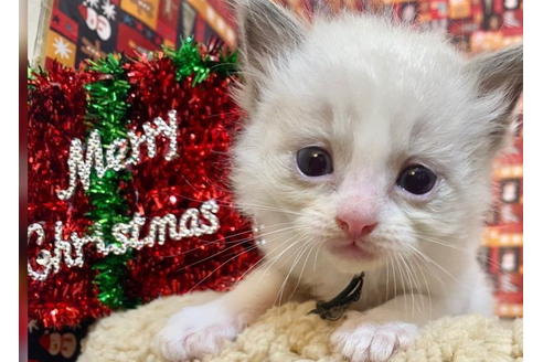 成約済の東京都のラグドール-19908