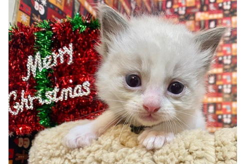 成約済の東京都のラグドール-19908の2枚目