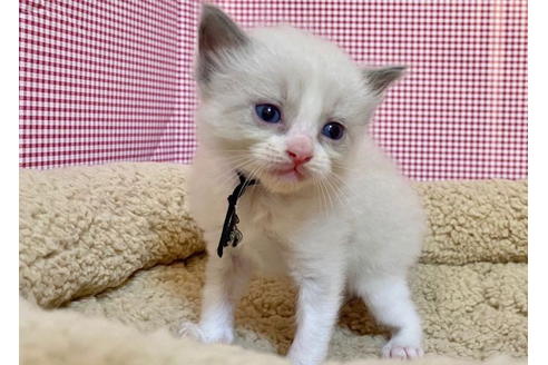 成約済の東京都のラグドール-19908の3枚目