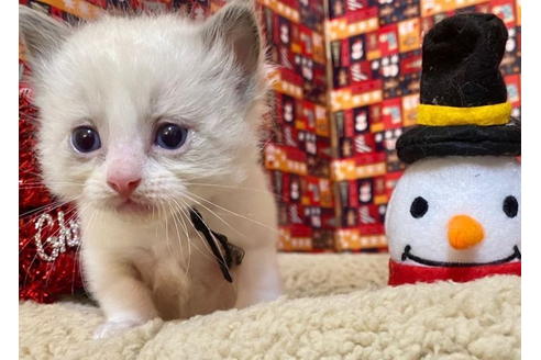 成約済の東京都のラグドール-19908の4枚目