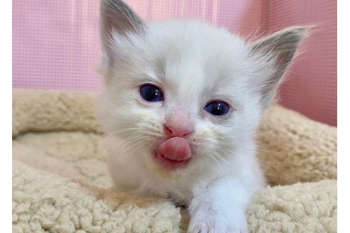 成約済の東京都のラグドール-19909の2枚目