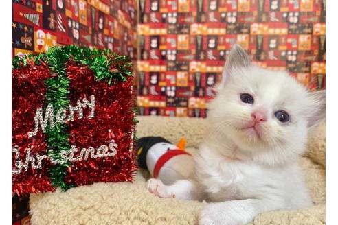 成約済の東京都のラグドール-19909の3枚目