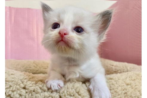 成約済の東京都のラグドール-19909の4枚目