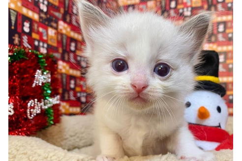 成約済の東京都のラグドール-19909の5枚目