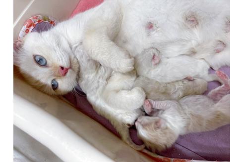 成約済の東京都のマンチカン-19916の9枚目