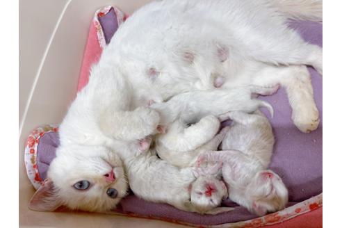 成約済の東京都のマンチカン-19916の6枚目