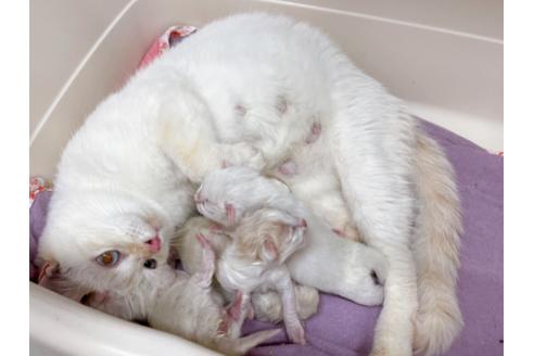 成約済の東京都のマンチカン-19916の7枚目