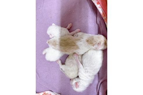 成約済の東京都のマンチカン-19916の8枚目