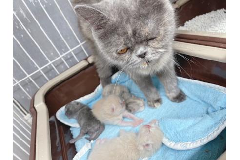 成約済の東京都のエキゾチックショートヘア-19915の8枚目