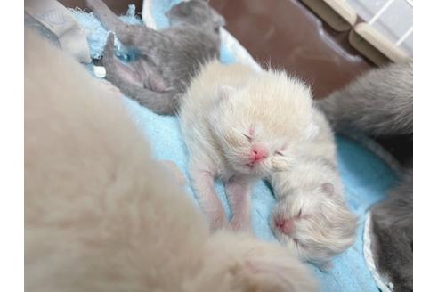 成約済の東京都のエキゾチックショートヘア-19915の9枚目