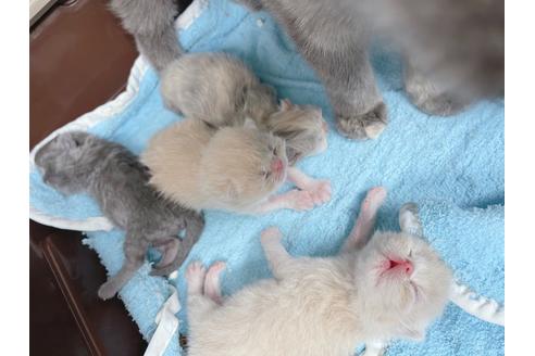 成約済の東京都のエキゾチックショートヘア-19915の5枚目