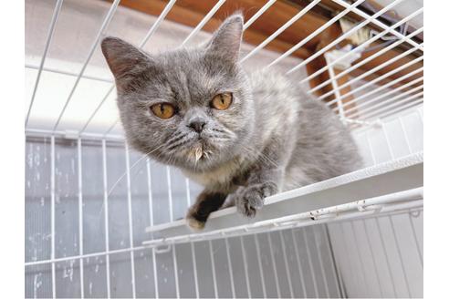 成約済の東京都のエキゾチックショートヘア-19915の7枚目