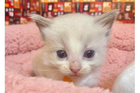 成約済の東京都のラグドール-19914の2枚目