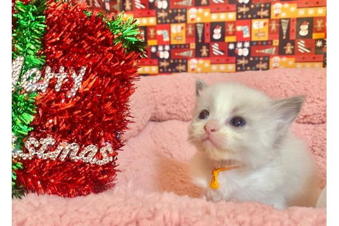 成約済の東京都のラグドール-19914の4枚目