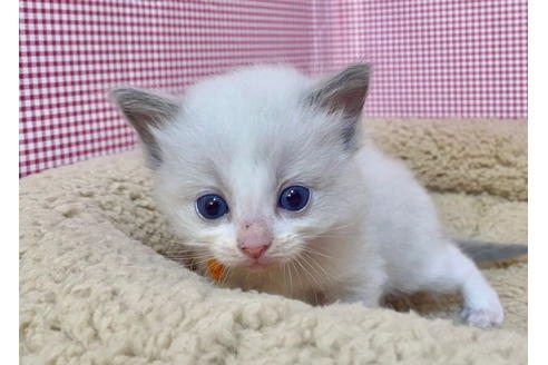 成約済の東京都のラグドール-19914の3枚目