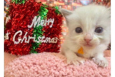 成約済の東京都のラグドール-19914